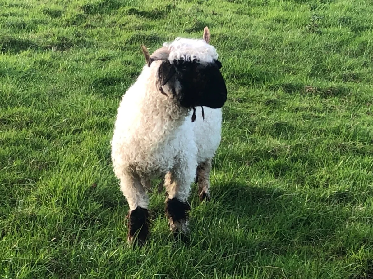 Blacknose valais sheep - Image 2