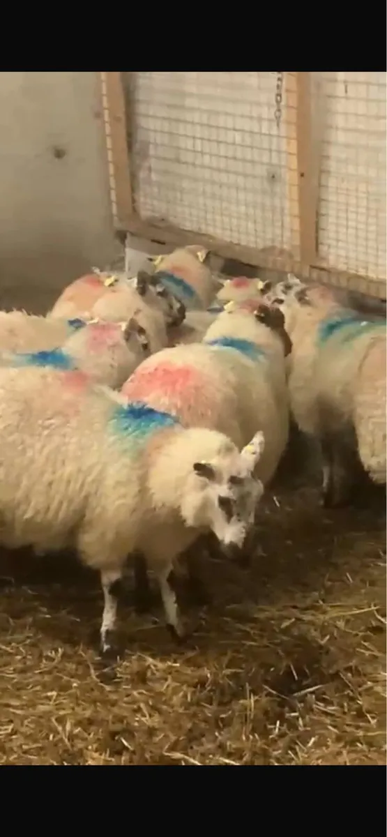 Ewe lambs - Image 1