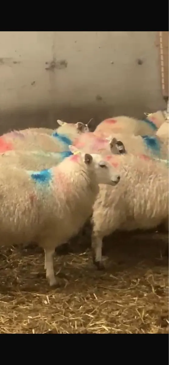 Ewe lambs - Image 2