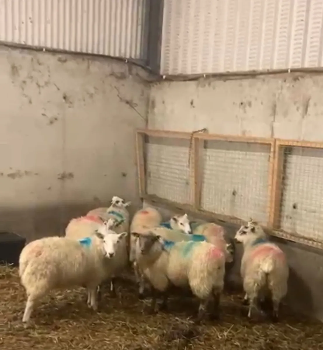 Ewe lambs - Image 3