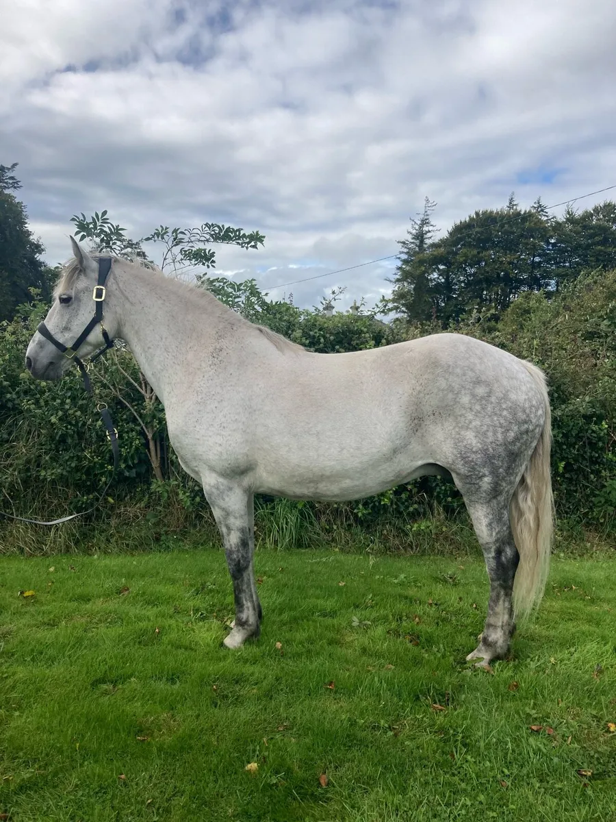 ⭐️Class 1 Connemara Mare ⭐️ - Image 1