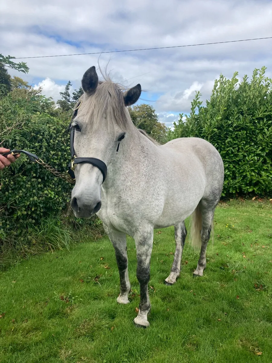 ⭐️Class 1 Connemara Mare ⭐️ - Image 2