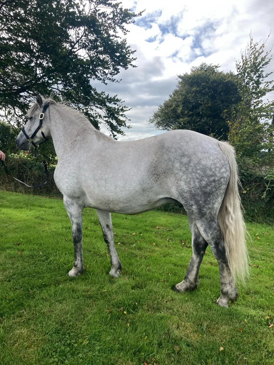 ⭐️Class 1 Connemara Mare ⭐️ - Image 3