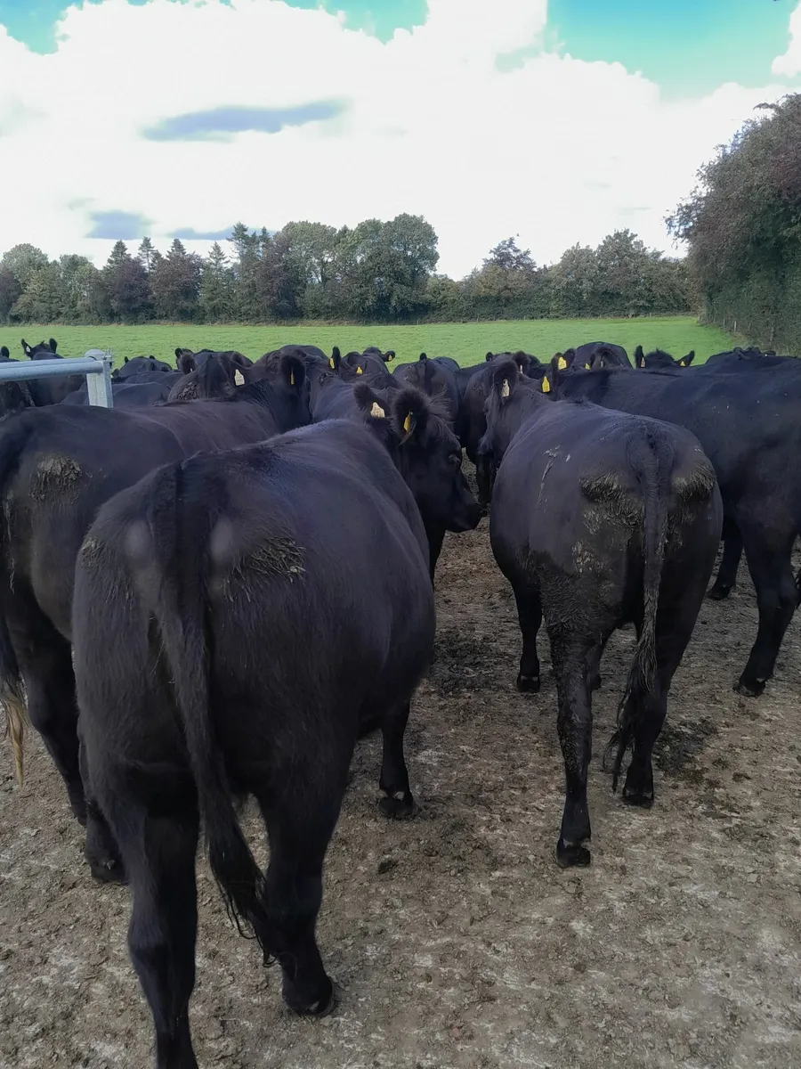 AA bullocks & heifers for sale - Image 1