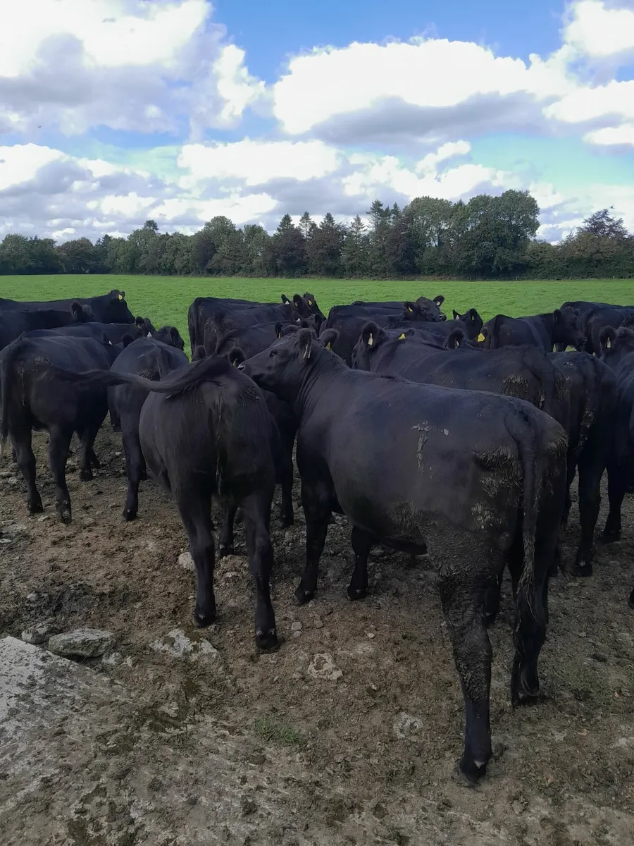 AA bullocks & heifers for sale - Image 2