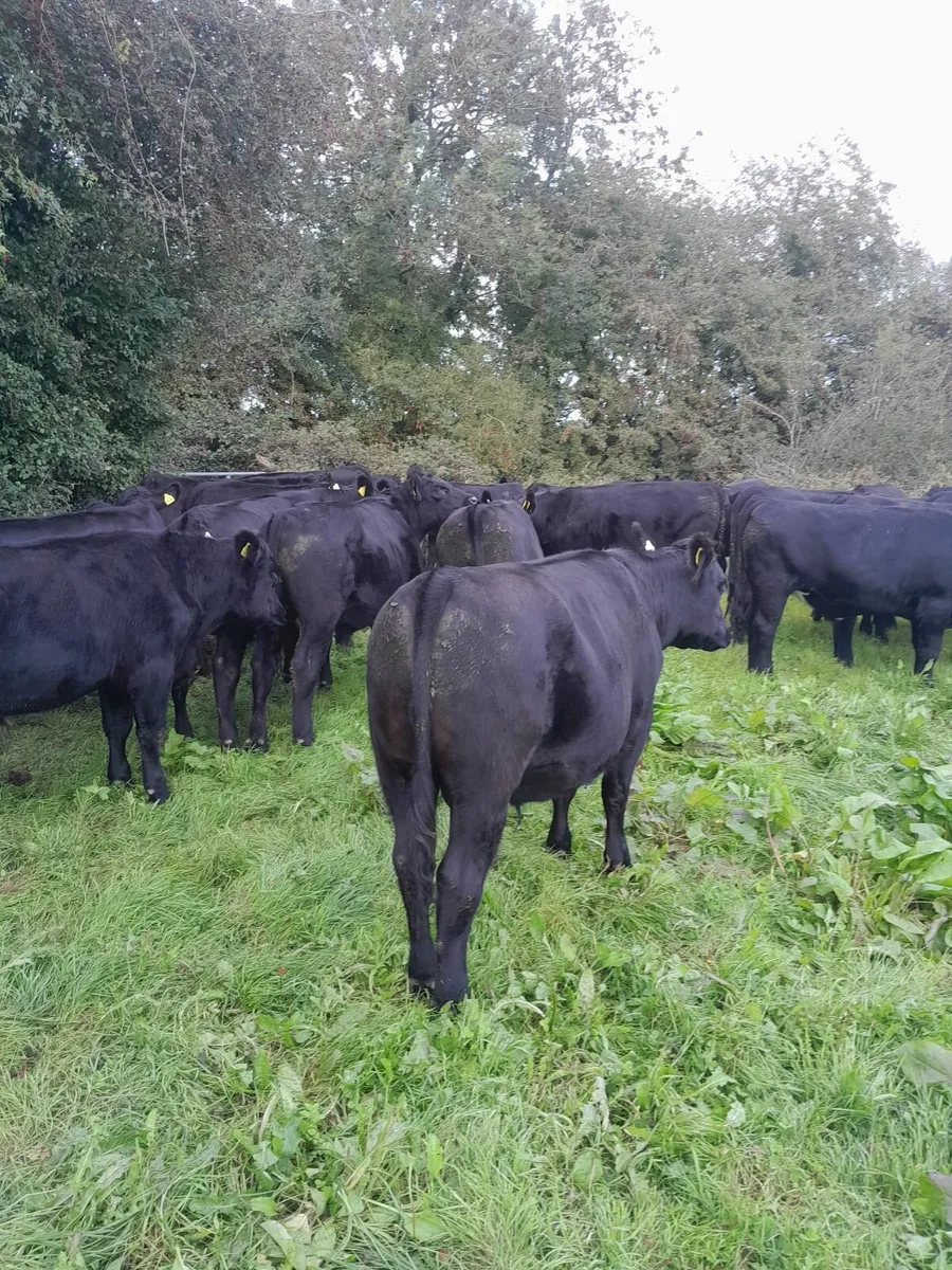 AA bullocks & heifers for sale - Image 3