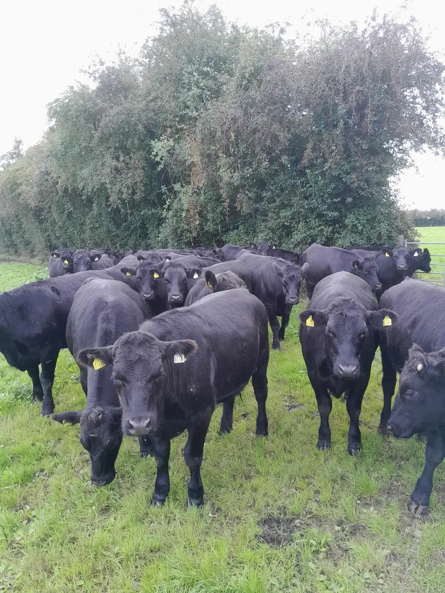 AA bullocks & heifers for sale - Image 4