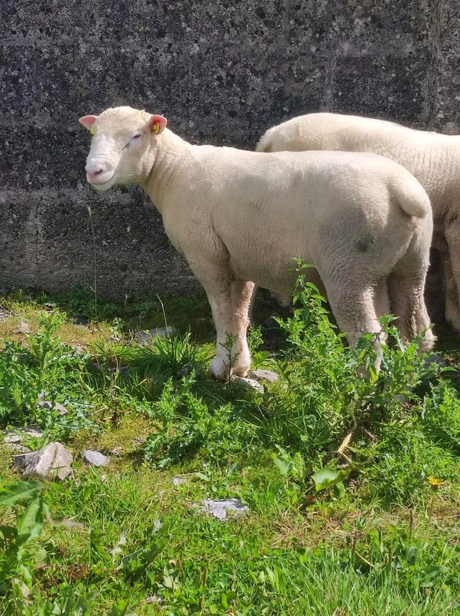 Poll Dorset ram lambs - Image 1