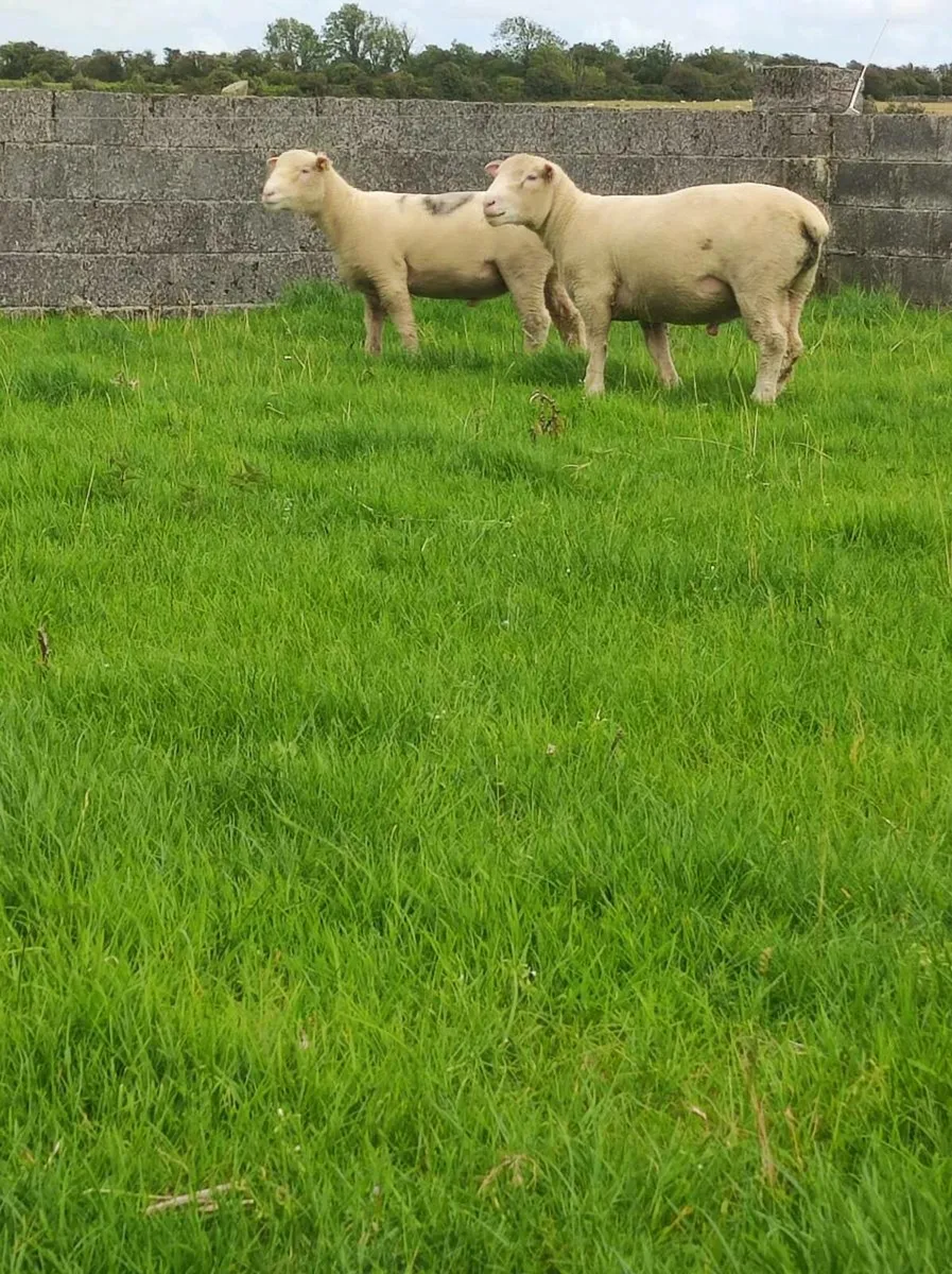 Poll Dorset ram lambs - Image 2
