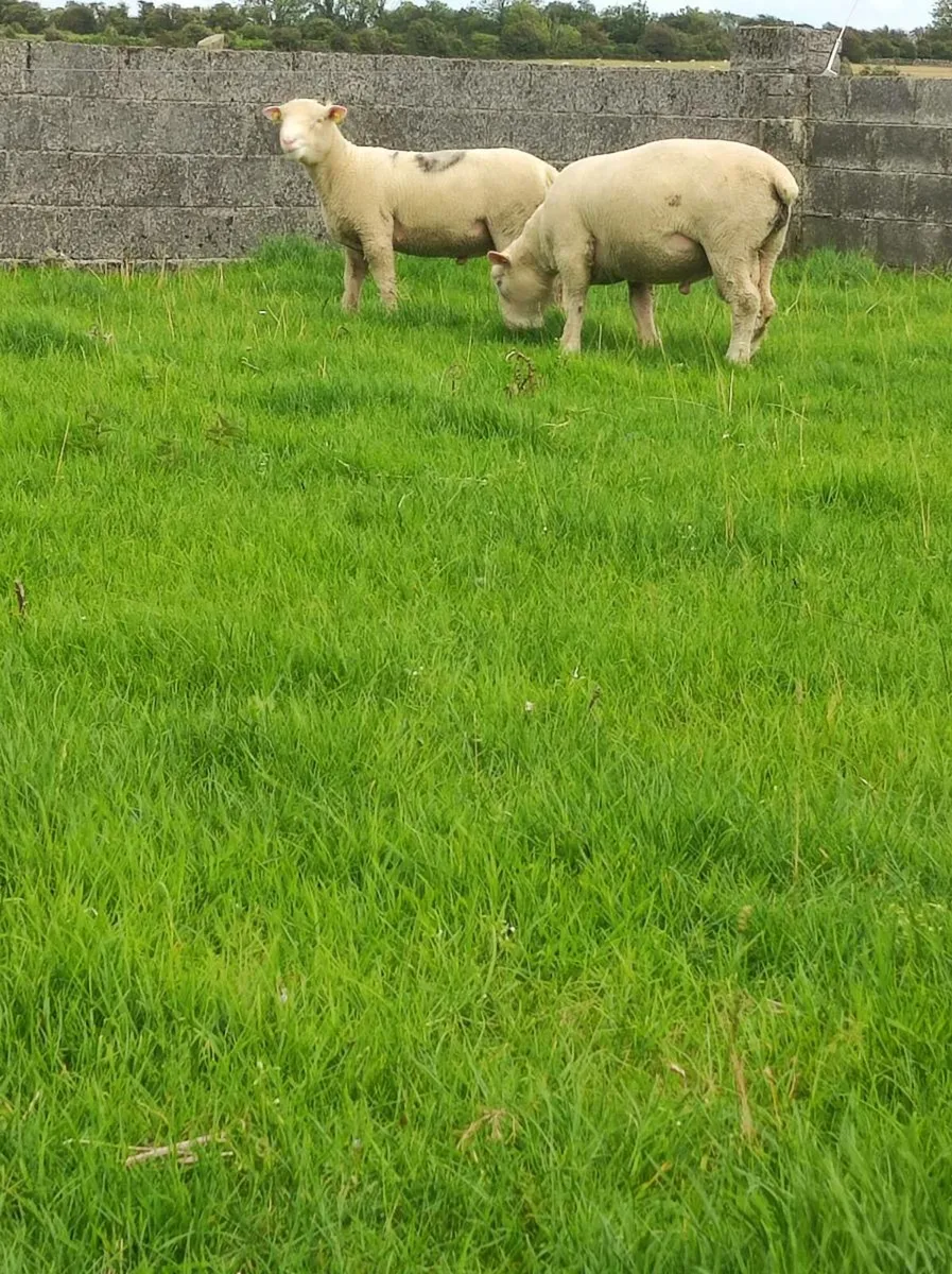 Poll Dorset ram lambs - Image 3