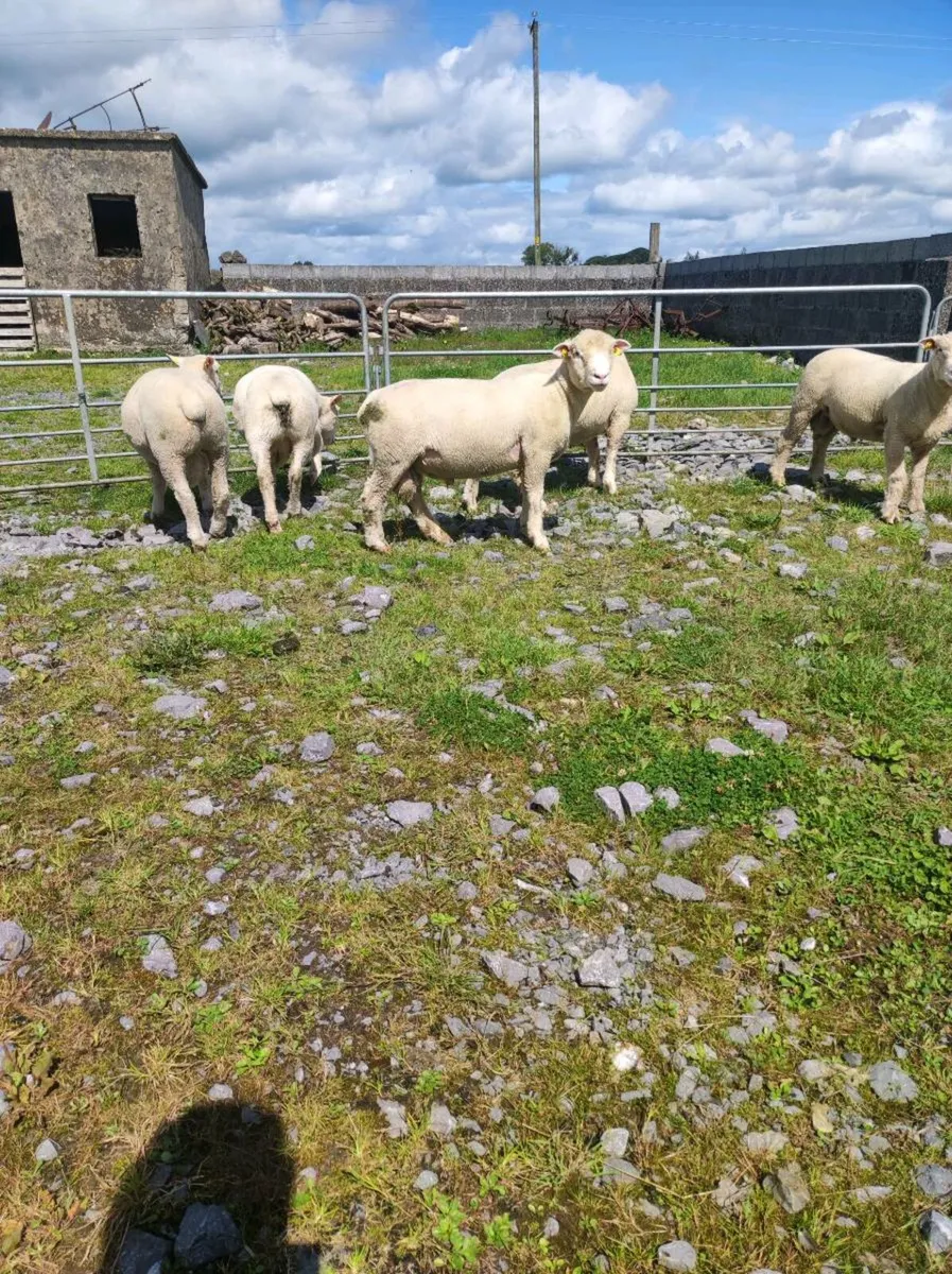 Poll Dorset ram lambs - Image 4