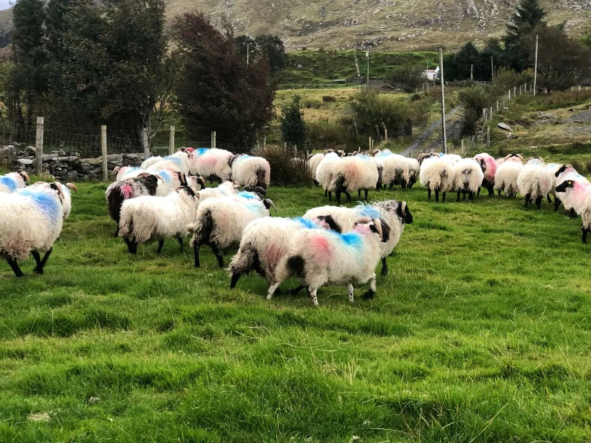 Ram lambs
