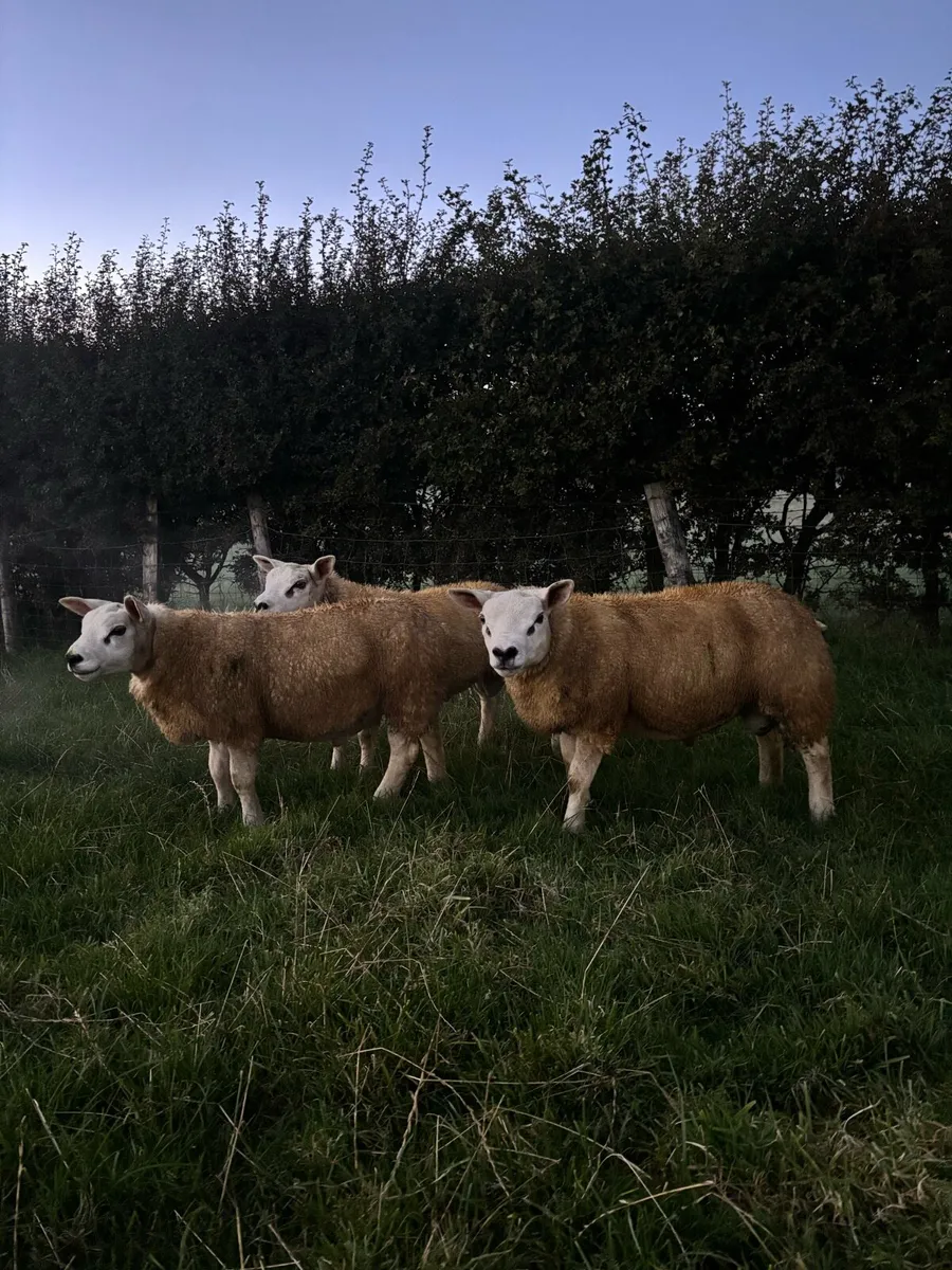 Pedigree texel ram lambs - Image 1