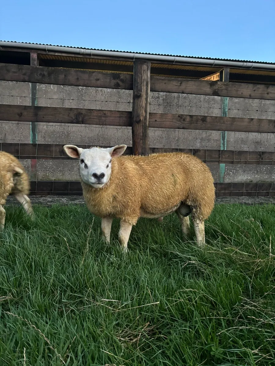 Pedigree texel ram lambs - Image 2