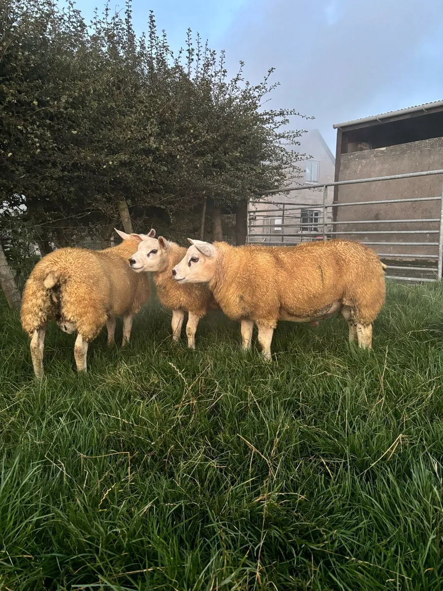 Pedigree texel ram lambs - Image 3
