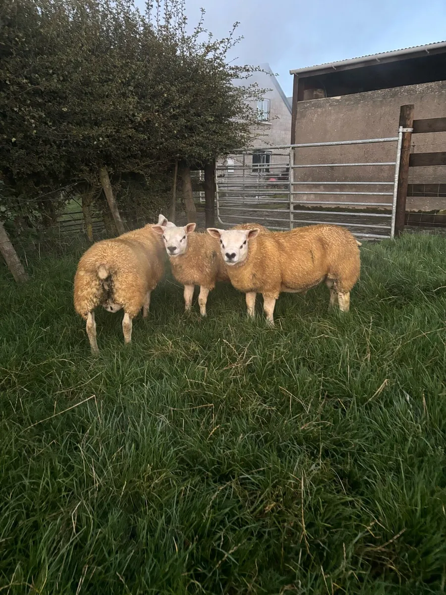 Pedigree texel ram lambs - Image 4