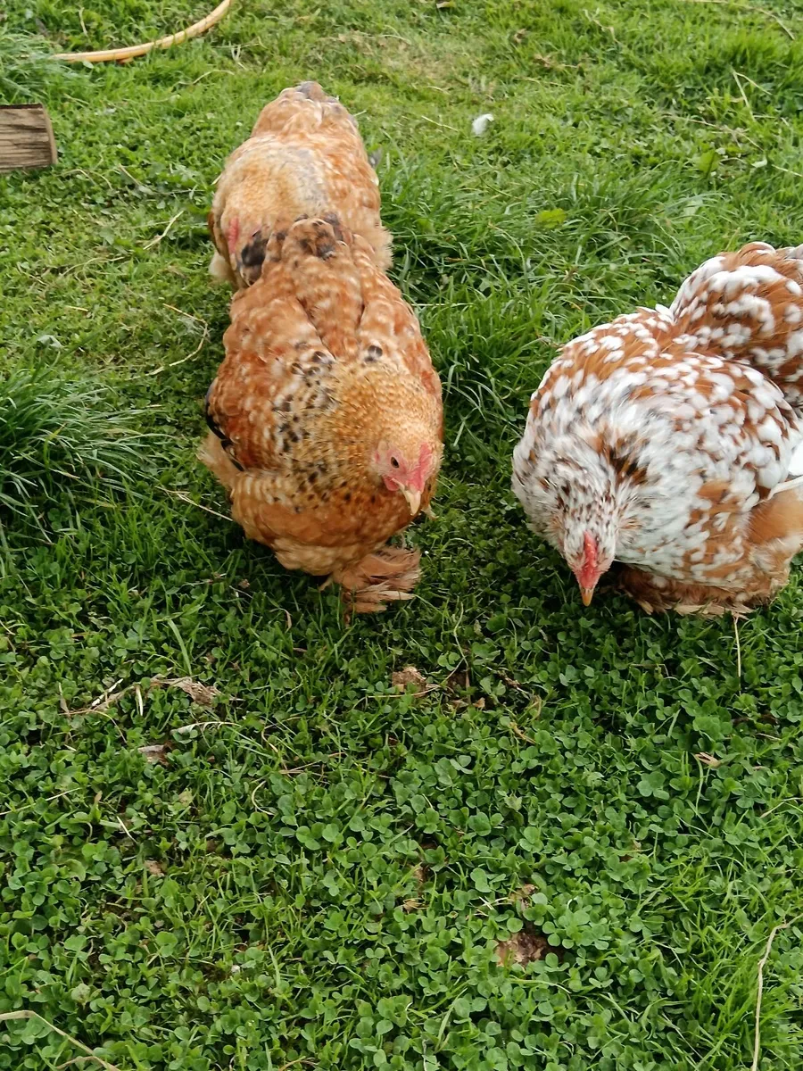 Pekin Cochin Bantam roosters - Image 1