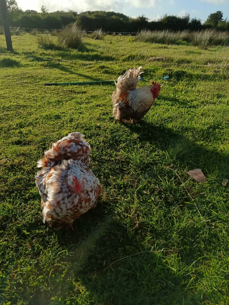 Pekin Cochin Bantam roosters - Image 2