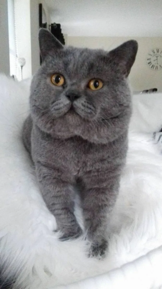 Beautiful British  and Scottish fold kittens - Image 4
