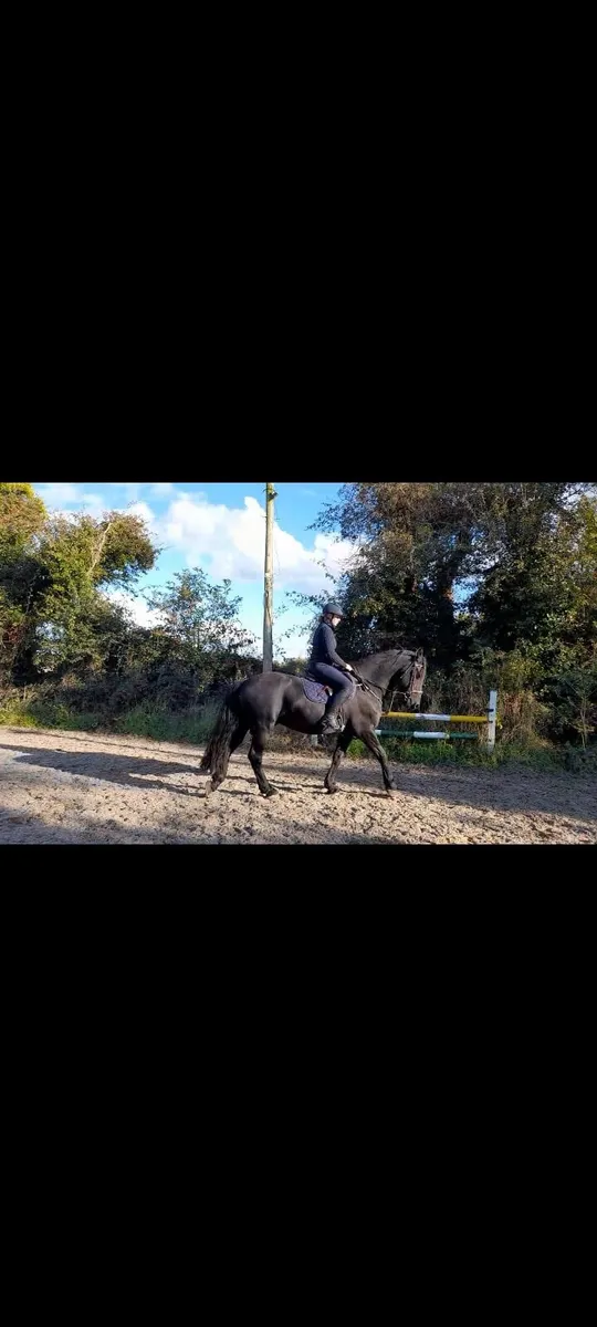 Horse - Image 1