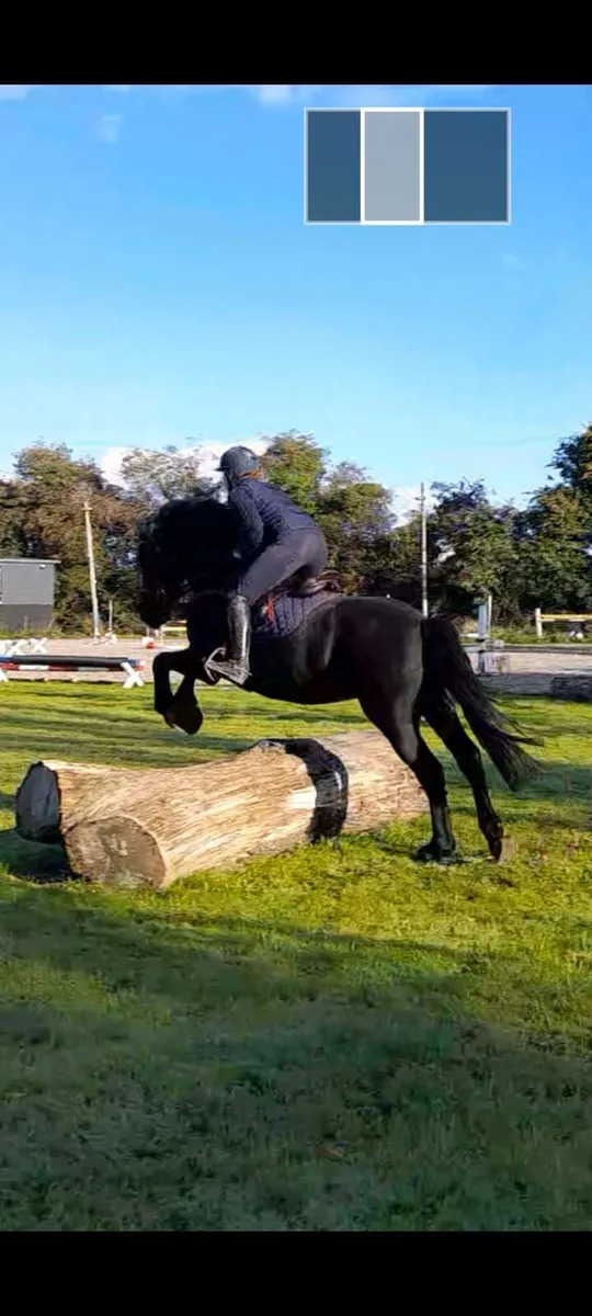 Horse - Image 3