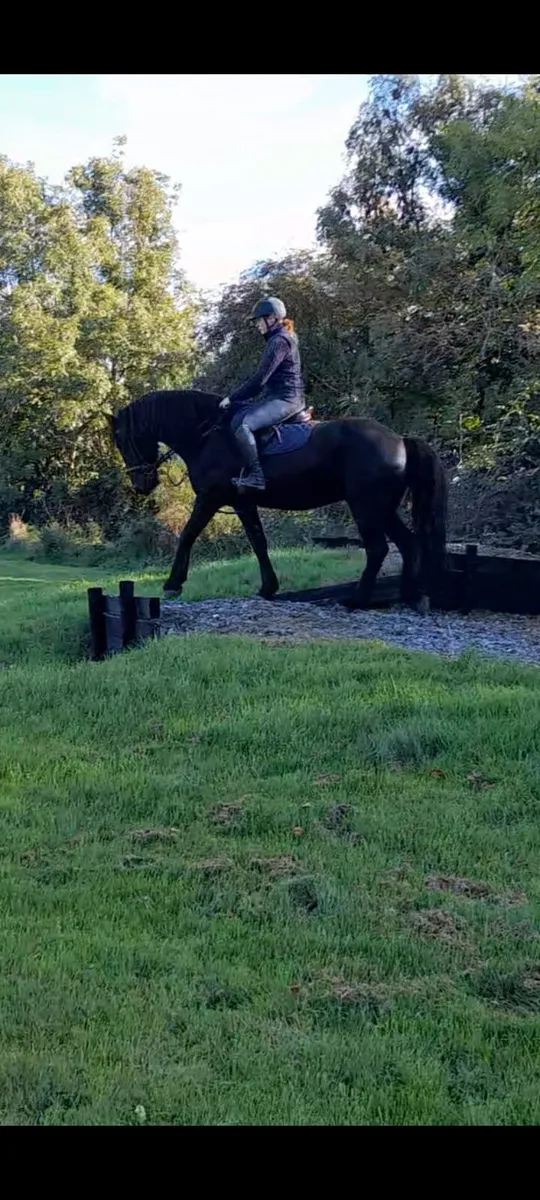 Horse - Image 4