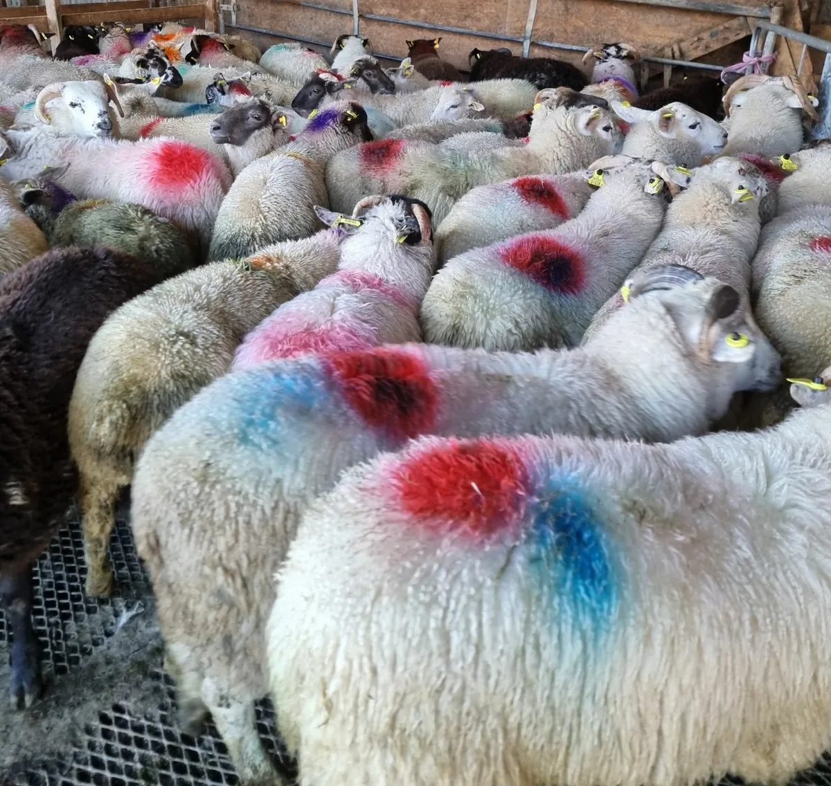 Ram  lambs