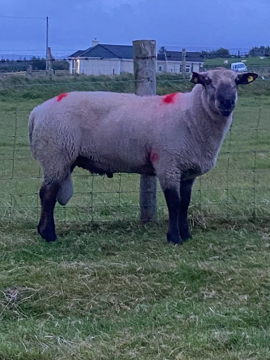 3 year old Suffolk ram - Image 1