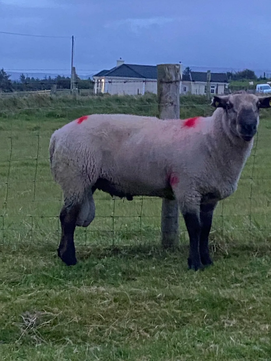 3 year old Suffolk ram - Image 2