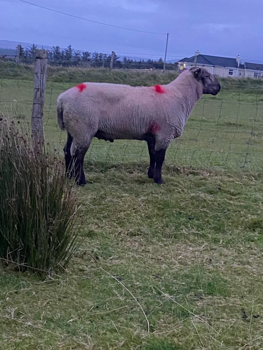 3 year old Suffolk ram - Image 3