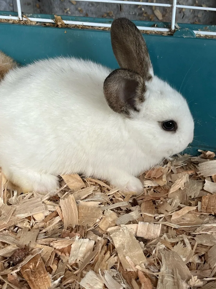 Beautiful lop bunny rabbits - Image 1