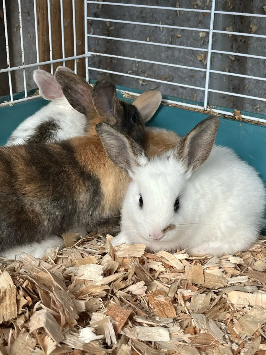 Beautiful lop bunny rabbits - Image 3