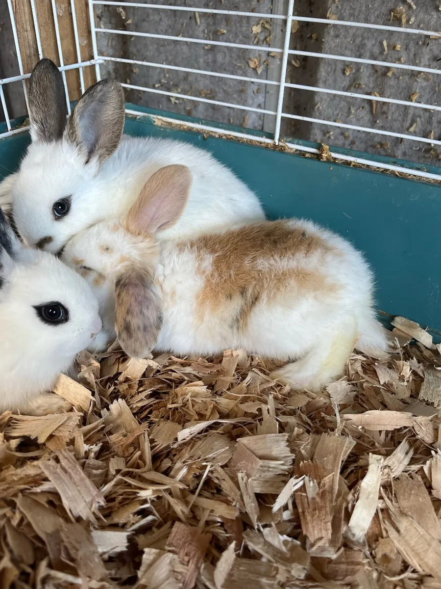 Beautiful lop bunny rabbits - Image 4