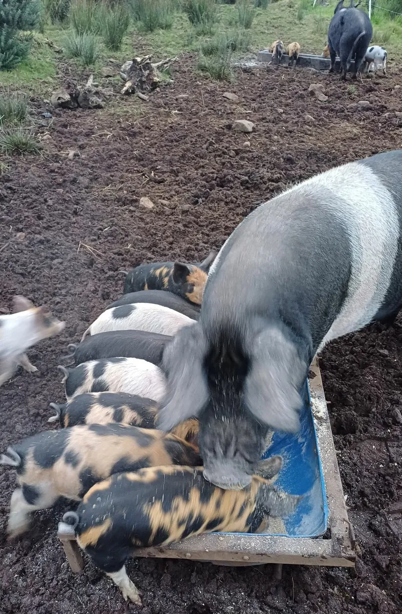 Weaners