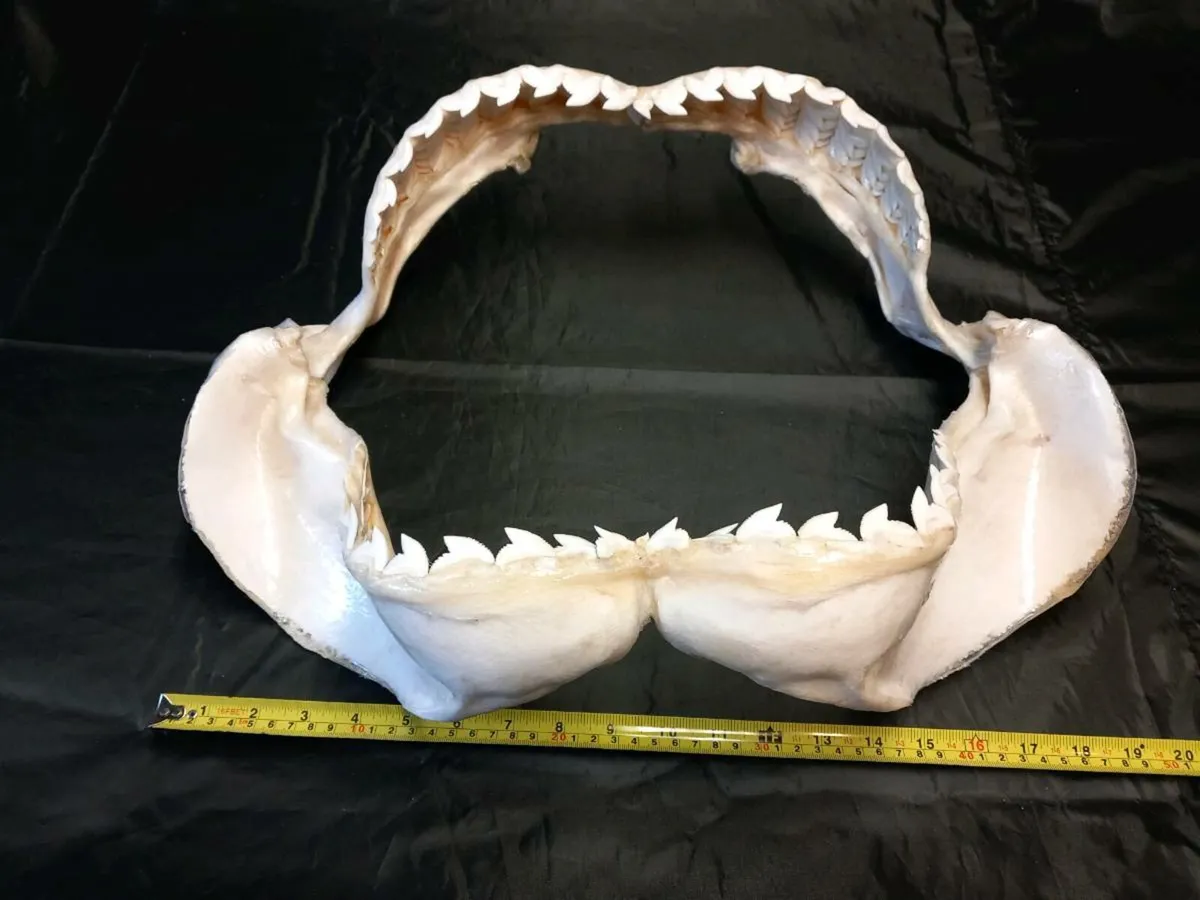 Tiger shark jaw - Image 2
