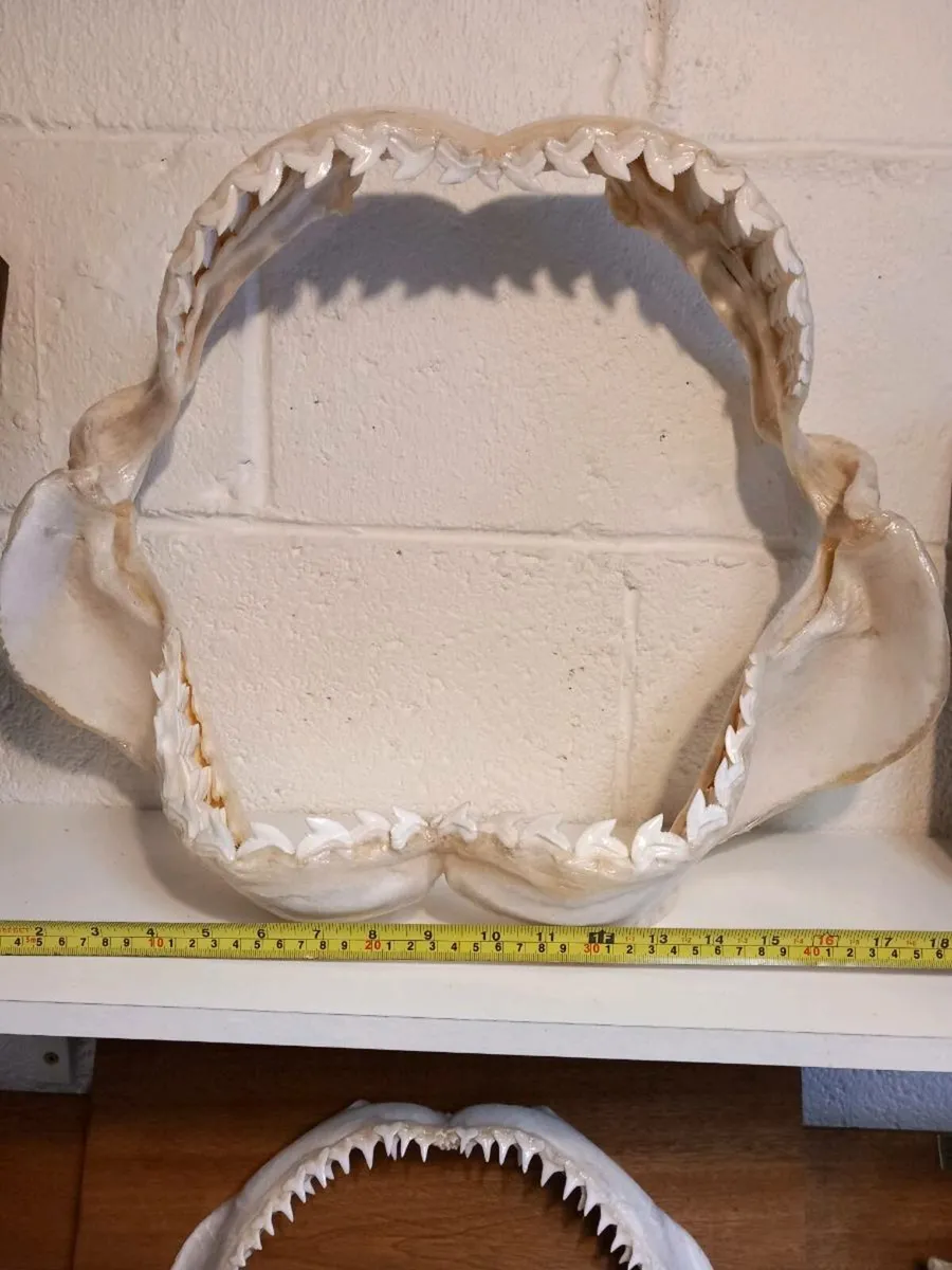 Tiger shark jaw - Image 3