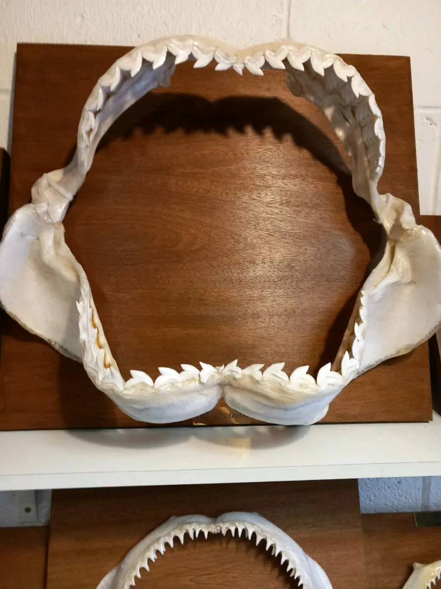 Tiger shark jaw - Image 4