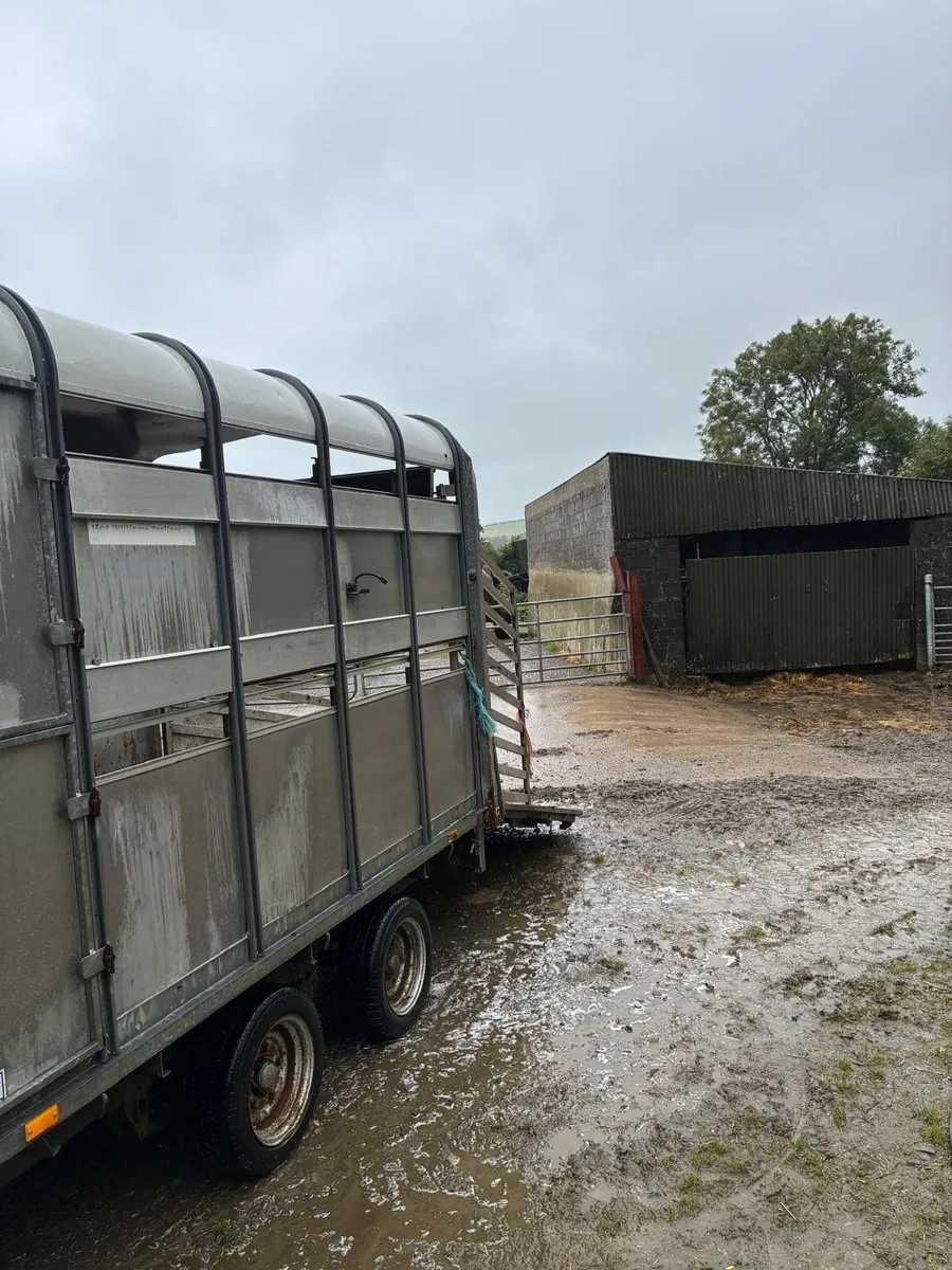 Livestock trailer - Image 4
