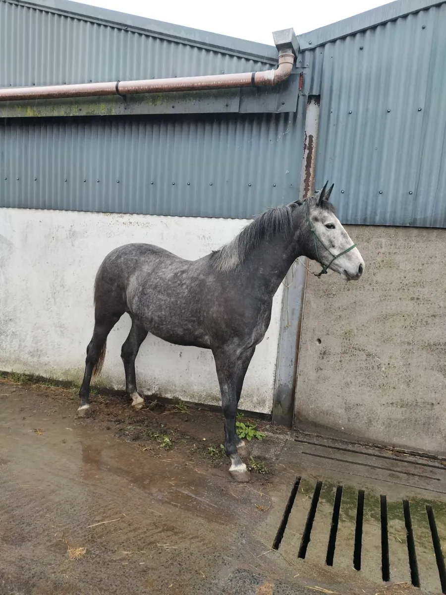 Mare,Tb x draught - Image 1