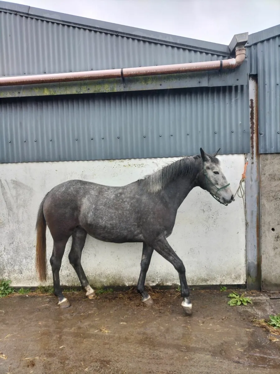 Mare,Tb x draught - Image 2