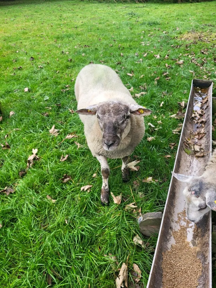 CHARTEX RAM - Image 2