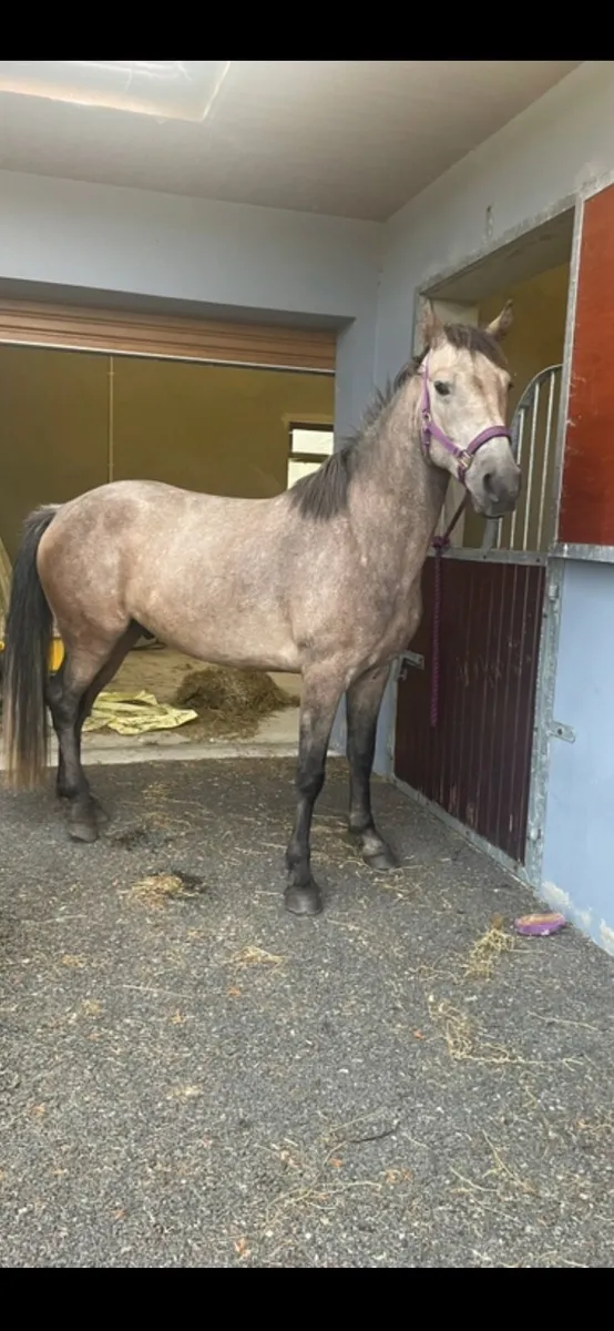 Beautiful Connemara gelding - Image 2