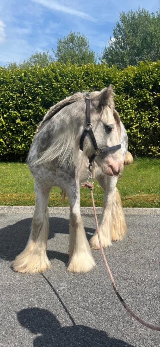 11h Roan Colt - Image 1