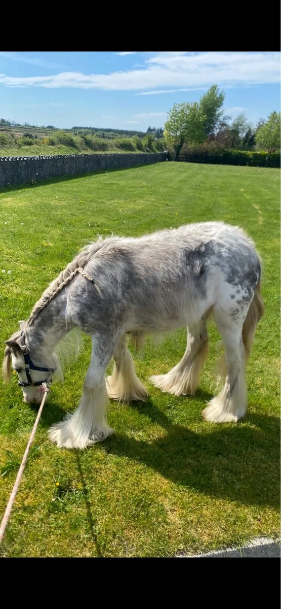 11h Roan Colt - Image 2