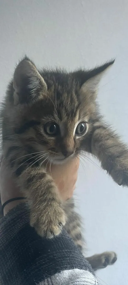 Beautiful Kittens for Sale ❤️ - Image 4