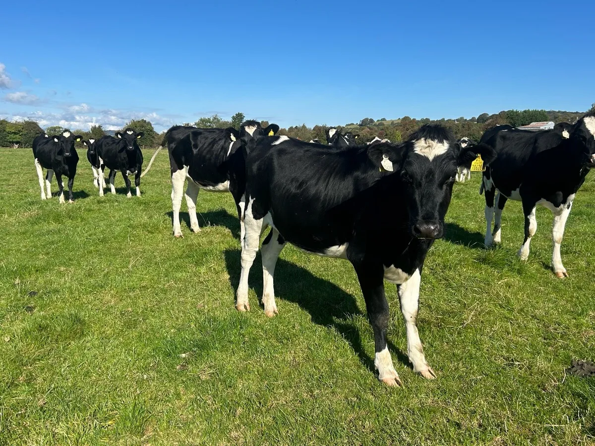 20 High EBI In-Calf Heifers - Image 3