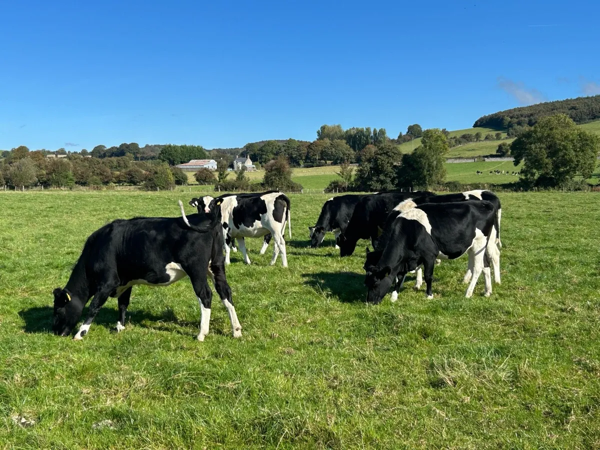20 High EBI In-Calf Heifers - Image 4