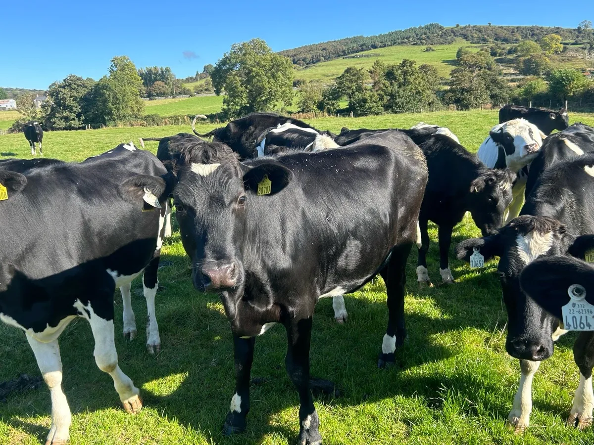 High EBI In-Calf Heifers - Image 4