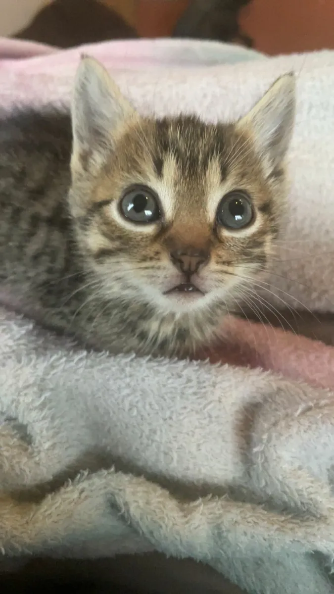 Beautiful Kittens for Sale ❤️ - Image 1