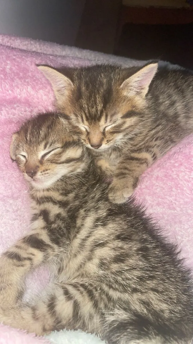 Beautiful Kittens for Sale ❤️ - Image 2